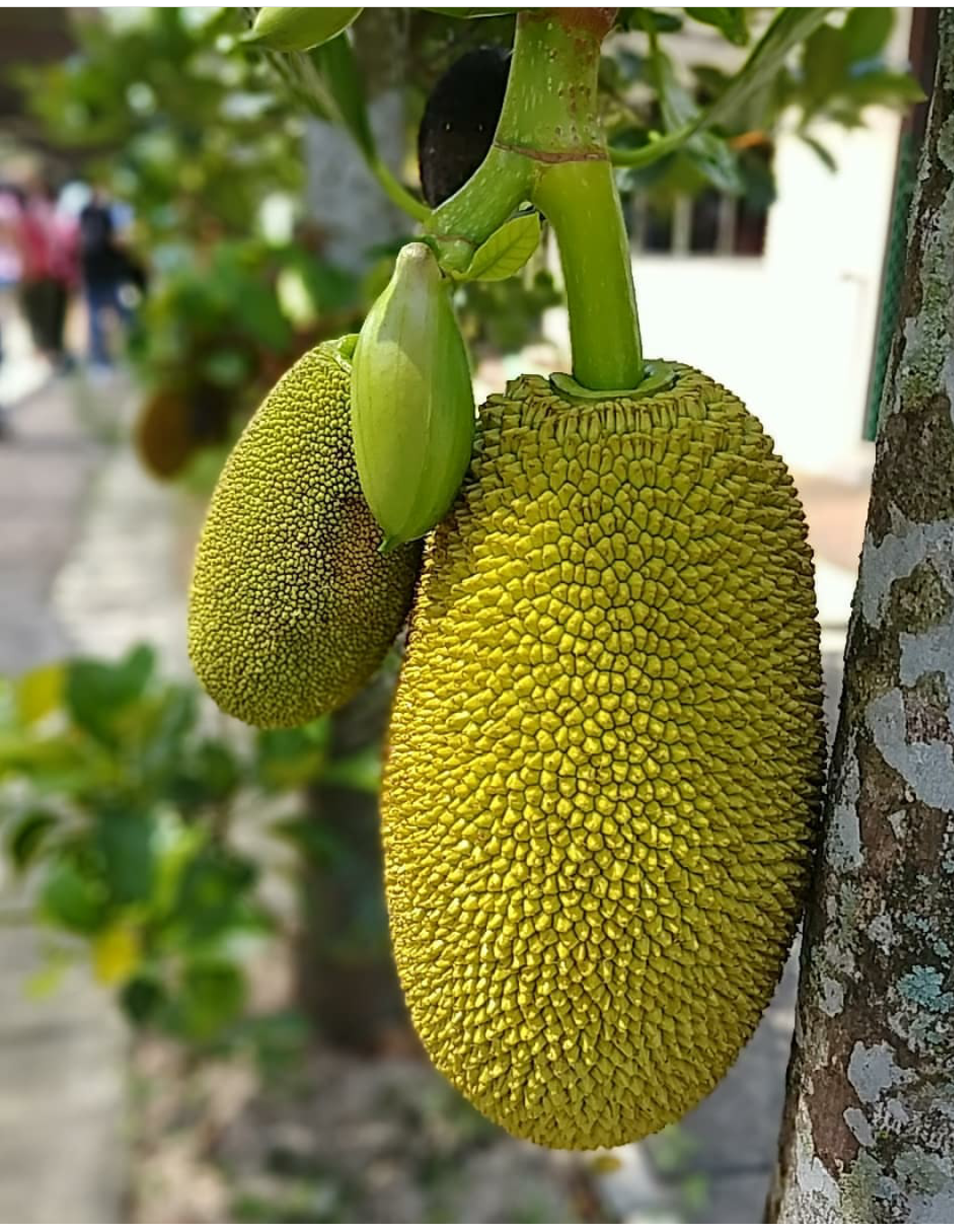 Mengenal Kuliner Khas Kota Yogyakarta